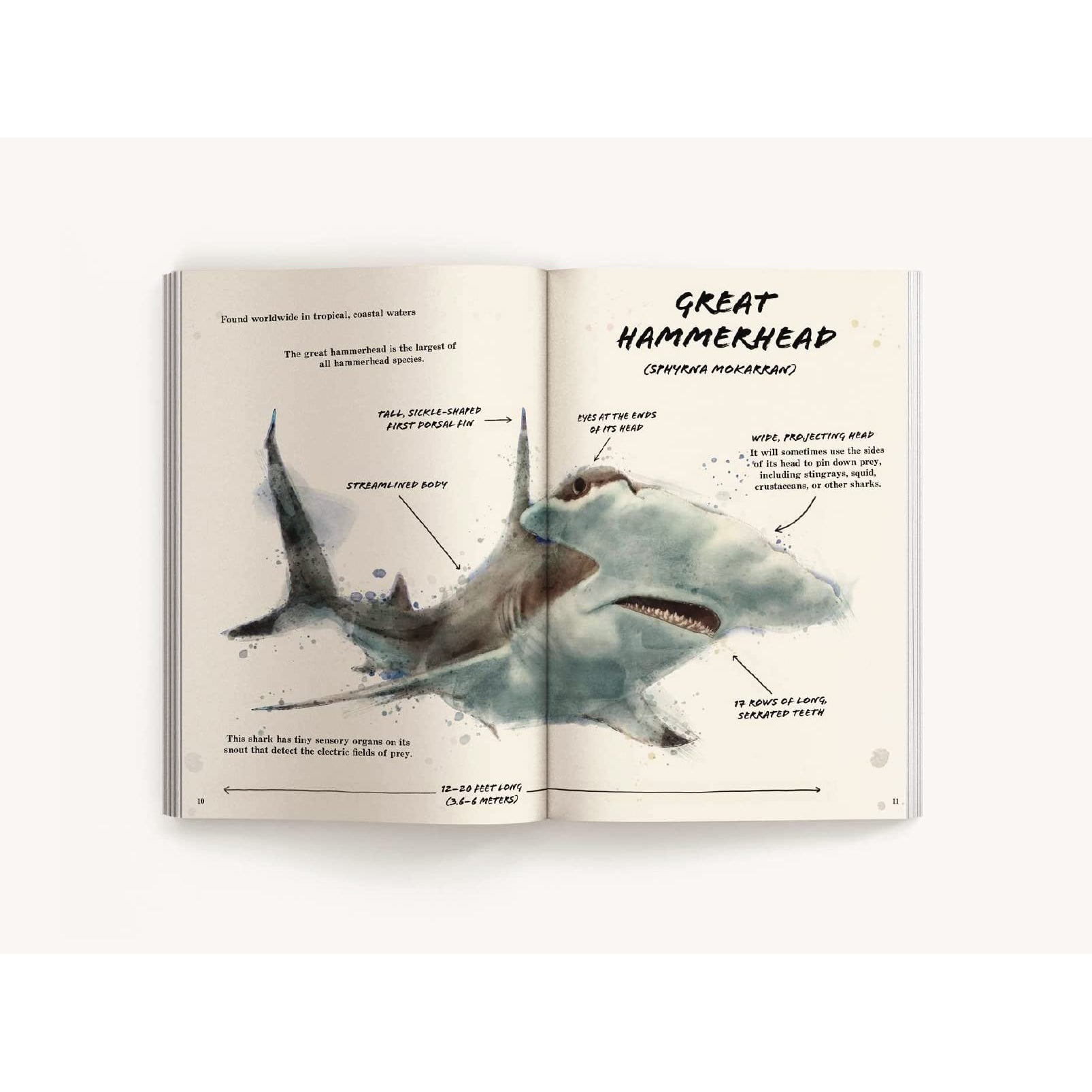 Harper Collins: The Ultimate Shark Field Guide: The Ocean Explorer's Handbook-HARPER COLLINS PUBLISHERS-Little Giant Kidz