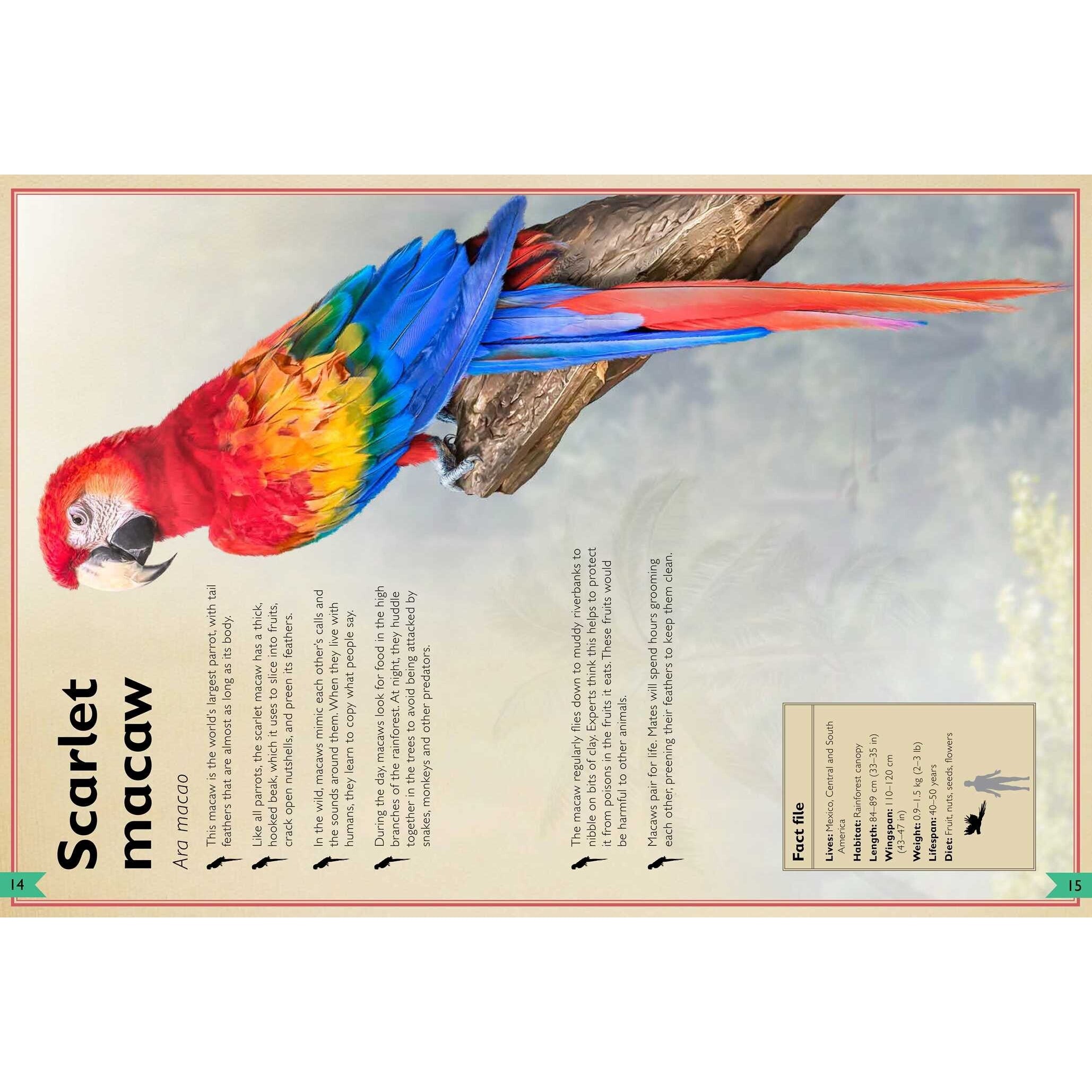 Simon & Schuster: The Magnificent Book of Birds (Hardcover Book)-SIMON & SCHUSTER-Little Giant Kidz